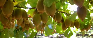 Opotiki Kiwifruit Growers Community Fund