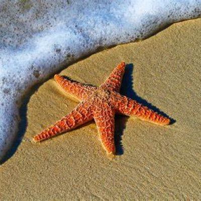 Starfish Fund 