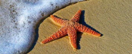 The Starfish Fund 